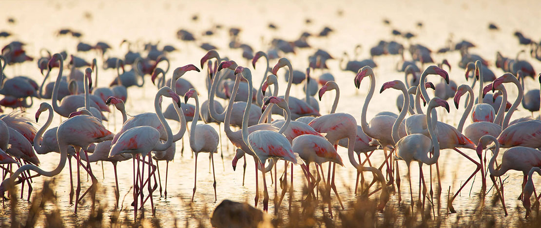 Paludi marittime nel Parco Nazionale di Doñana Paludi marittime nel Parco Nazionale di Doñana