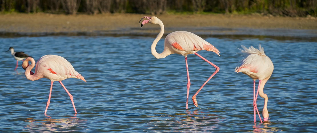 Flamingos in the Fuente de Piedra lagoon in Malaga, Andalusia Flamingos in the Fuente de Piedra lagoon in Malaga, Andalusia