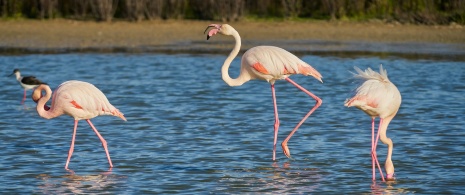 Flamingos in the Fuente de Piedra lagoon in Malaga, Andalusia Flamingos in the Fuente de Piedra lagoon in Malaga, Andalusia
