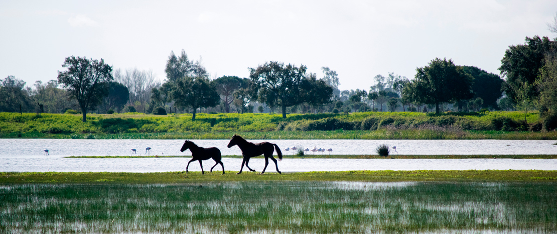 Konie w Parku Narodowym Doñana w Huelvie, Andaluzja Konie w Parku Narodowym Doñana w Huelvie, Andaluzja