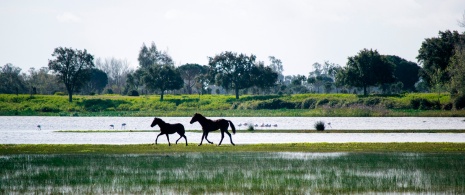 Konie w Parku Narodowym Doñana w Huelvie, Andaluzja Konie w Parku Narodowym Doñana w Huelvie, Andaluzja