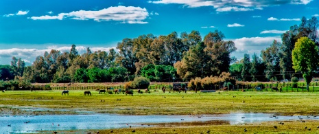 Vistas del Parque Nacional de Doñana, Andalucía Vistas del Parque Nacional de Doñana, Andalucía