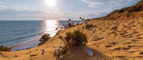 Blick auf die Dünen am Strand von Matalascañas in Huelva, Andalusien Blick auf die Dünen am Strand von Matalascañas in Huelva, Andalusien