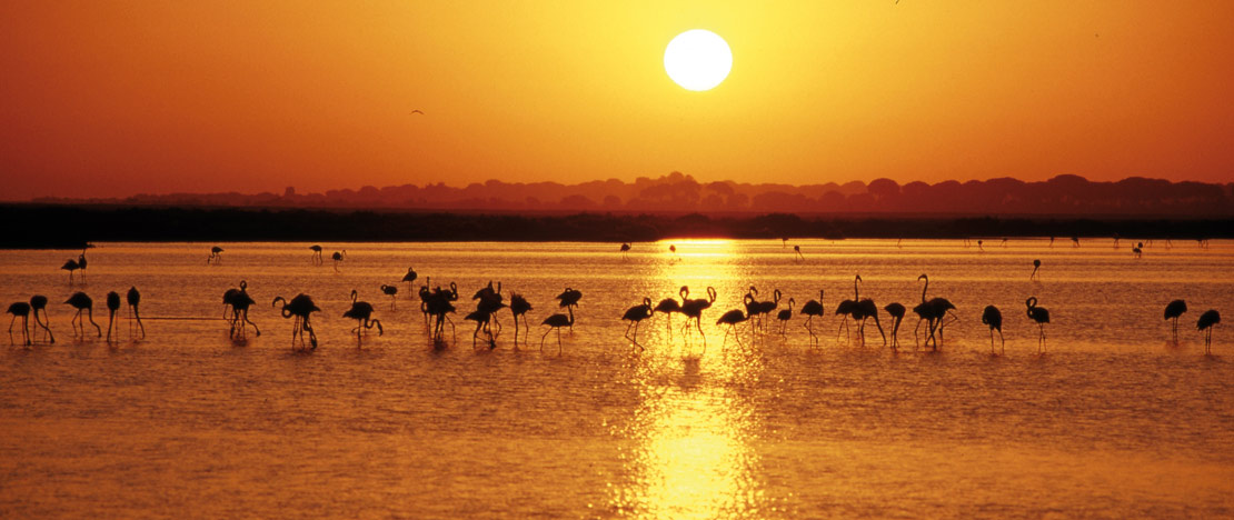 Doñana National Park Doñana National Park
