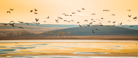 Kraniche im Naturschutzgebiet Laguna de Gallocanta, Aragonien Kraniche im Naturschutzgebiet Laguna de Gallocanta, Aragonien