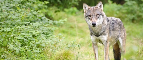 Wolf Wolf