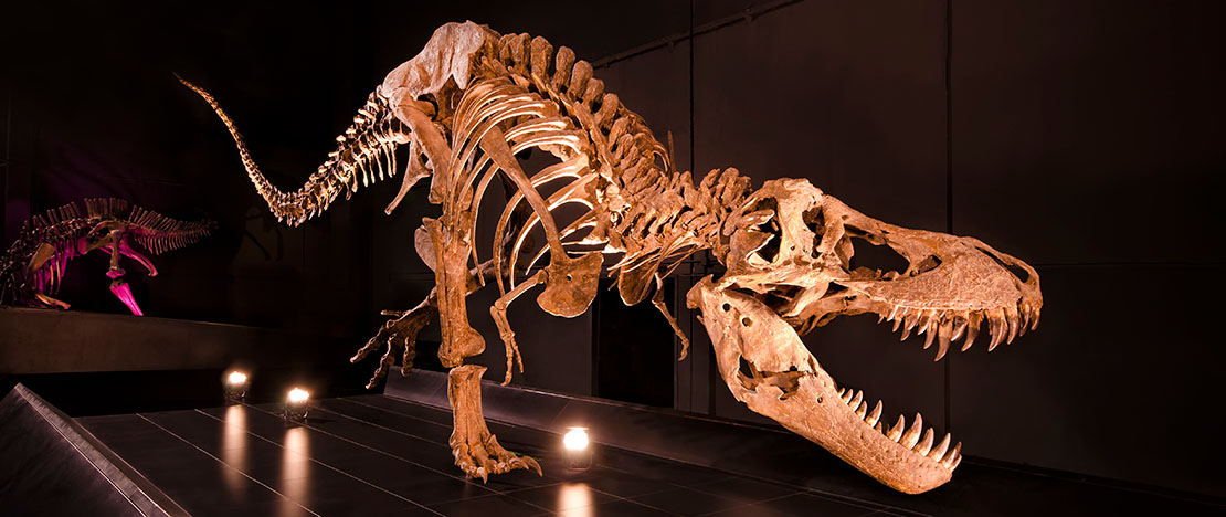 Tyrannosaurus rex en Dinópolis, Teruel, Aragón Tyrannosaurus rex en Dinópolis, Teruel, Aragón