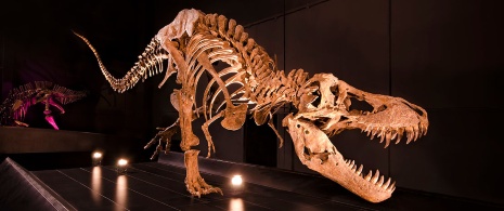 Tyrannosaurus rex en Dinópolis, Teruel, Aragón Tyrannosaurus rex en Dinópolis, Teruel, Aragón