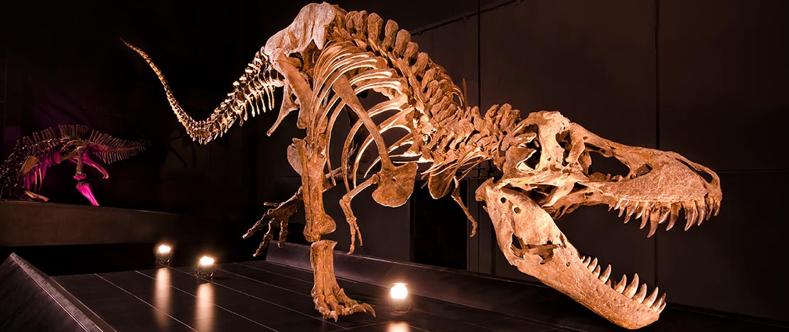 Tyrannosaurus Rex. Paleontological museum. Dinópolis, Teruel Tyrannosaurus Rex. Paleontological museum. Dinópolis, Teruel