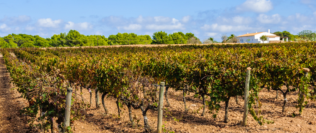 Particolare dei vigneti a Formentera, isole Baleari Particolare dei vigneti a Formentera, isole Baleari