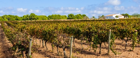 Particolare dei vigneti a Formentera, isole Baleari Particolare dei vigneti a Formentera, isole Baleari