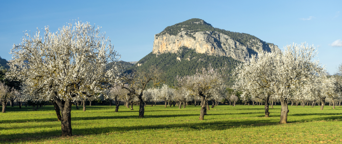 Vista de amendoeiras em flor no município de Alaró, em Maiorca, Ilhas Baleares Vista de amendoeiras em flor no município de Alaró, em Maiorca, Ilhas Baleares