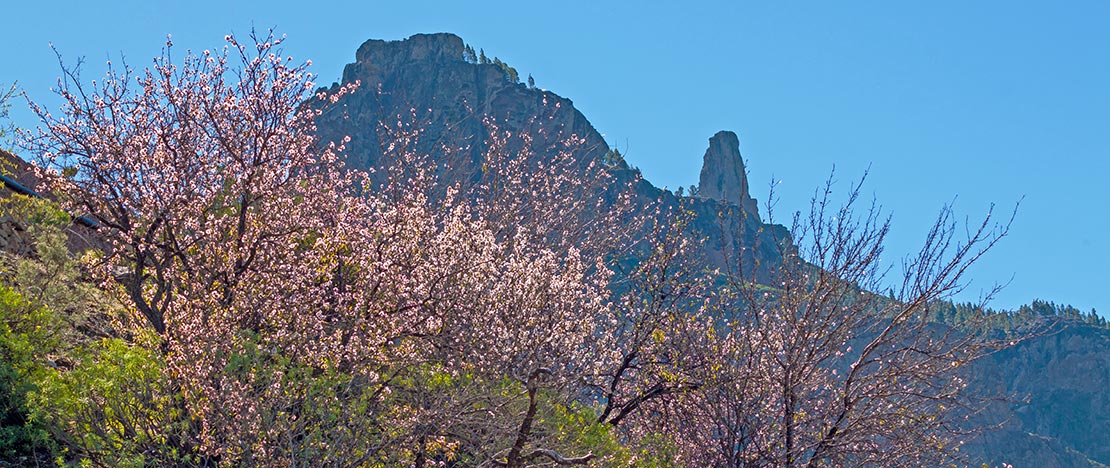 Cherry trees in blossom in Tejeda. Gran Canaria Cherry trees in blossom in Tejeda. Gran Canaria