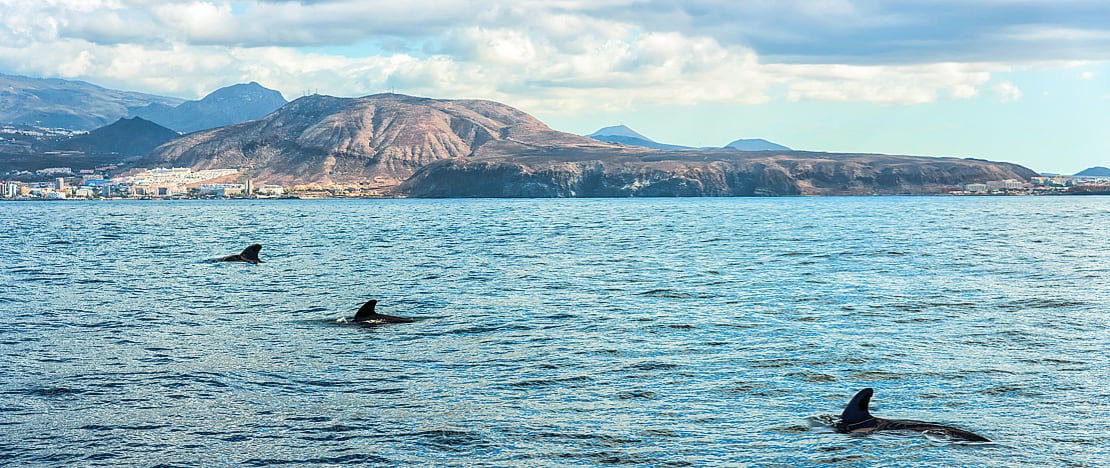 Dolphins near the coast in Tenerife, Canary Islands Dolphins near the coast in Tenerife, Canary Islands