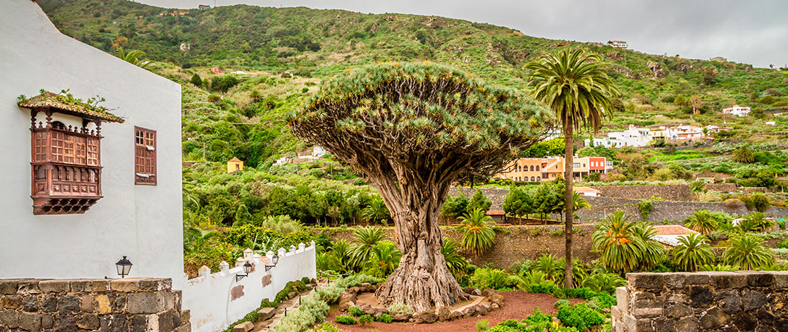Icod de los Vinos, Tenerife Icod de los Vinos, Tenerife