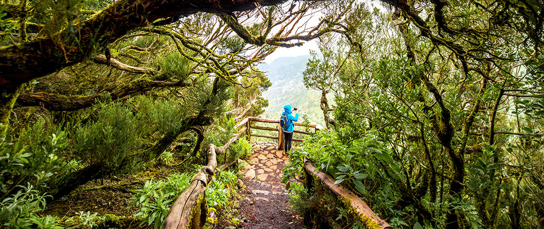 Parque Nacional de Garajonay en La Gomera Parque Nacional de Garajonay en La Gomera