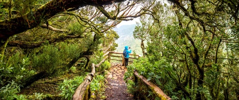 Parque Nacional de Garajonay en La Gomera Parque Nacional de Garajonay en La Gomera