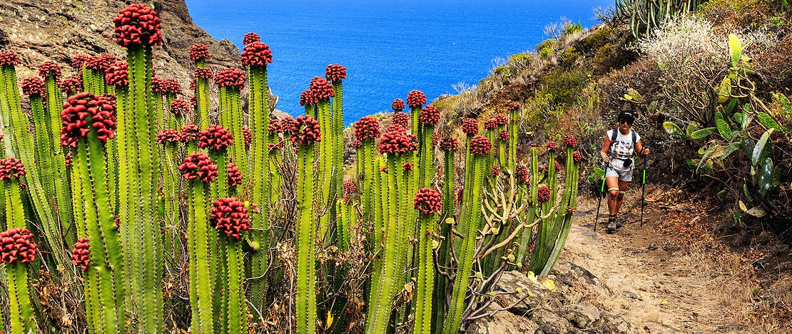 Hiker in Cardones de La Palma, Canary Islands Hiker in Cardones de La Palma, Canary Islands