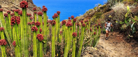 Hiker in Cardones de La Palma, Canary Islands Hiker in Cardones de La Palma, Canary Islands