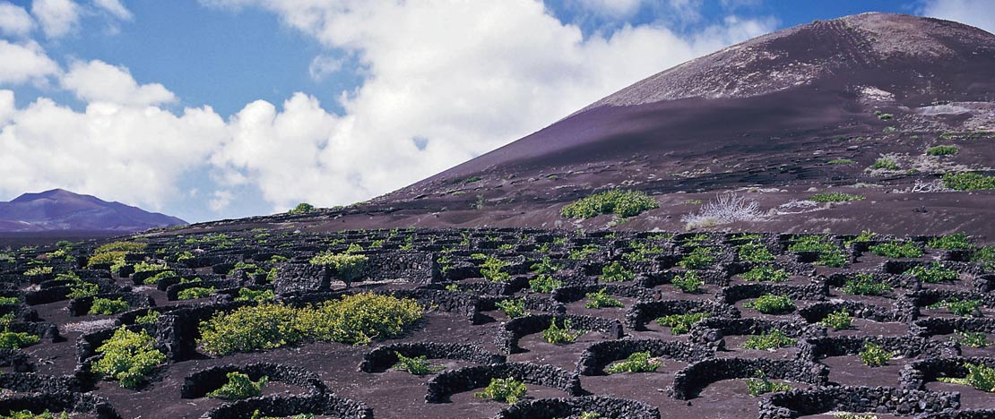 Vignobles à Lanzarote Vignobles à Lanzarote