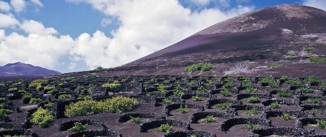 Vignobles à Lanzarote Vignobles à Lanzarote
