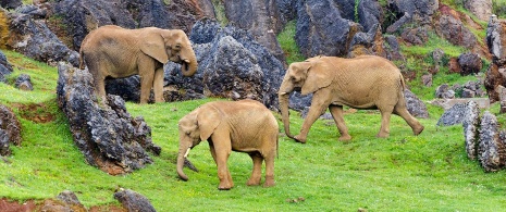 Elefantes africanos en Cabárceno Elefantes africanos en Cabárceno