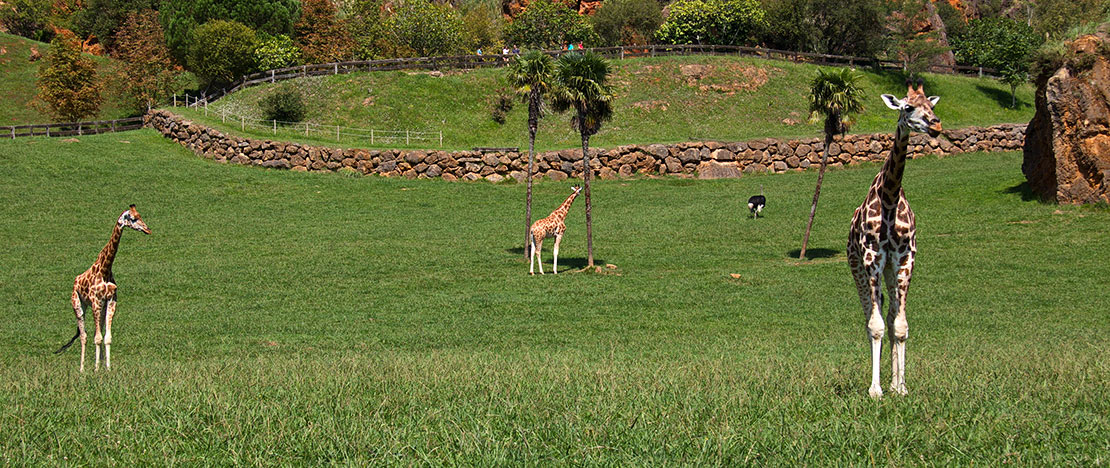 Giraffen im Naturpark Cabárceno Giraffen im Naturpark Cabárceno