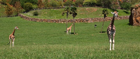 Giraffen im Naturpark Cabárceno Giraffen im Naturpark Cabárceno
