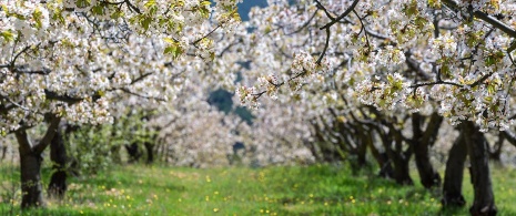 Cherry trees in bloom in the Caderechas Valley. Burgos Cherry trees in bloom in the Caderechas Valley. Burgos