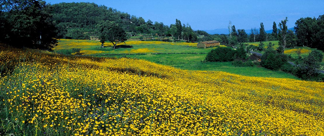 Broom in Gredos Broom in Gredos