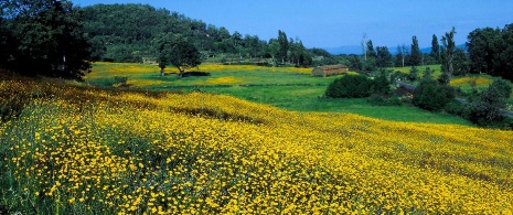 Broom in Gredos Broom in Gredos
