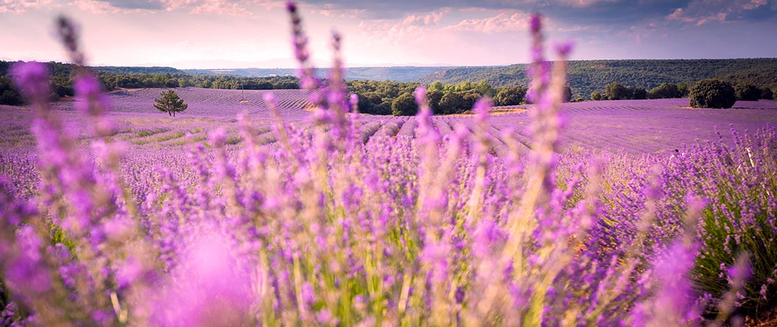 Lavender fields in Brihuega. Guadalajara Lavender fields in Brihuega. Guadalajara