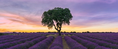 Campos de lavanda de Brihuega em Guadalajara, Castilla-La Mancha Campos de lavanda de Brihuega em Guadalajara, Castilla-La Mancha