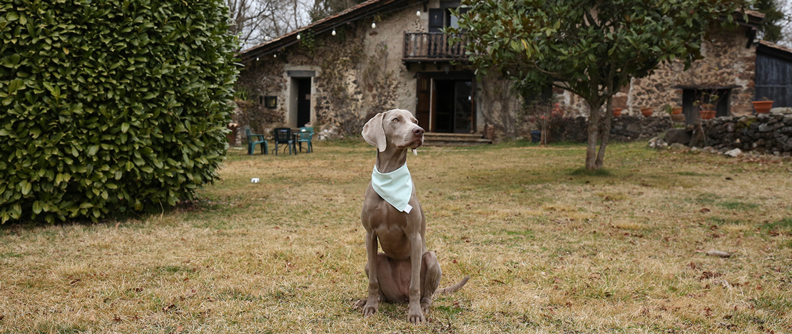Cachorro no exterior de uma casa de campo pet friendly
