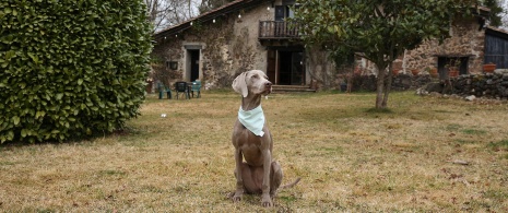 Cachorro no exterior de uma casa de campo pet friendly Cachorro no exterior de uma casa de campo pet friendly