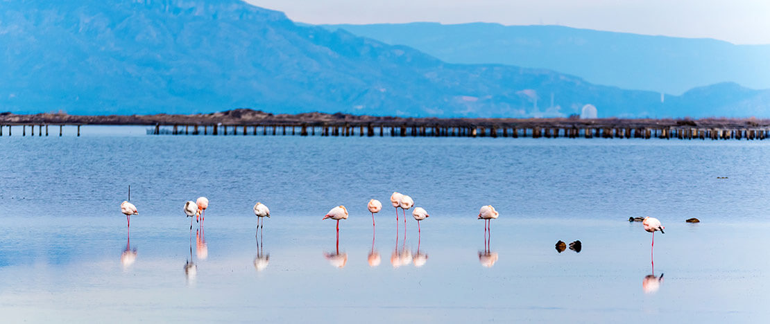 カタルーニャ州にあるエブロ川デルタ地帯のフラミンゴ カタルーニャ州にあるエブロ川デルタ地帯のフラミンゴ