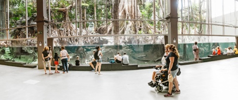 Families contemplating the rainforest at CosmoCaixa in Barcelona, Catalonia Families contemplating the rainforest at CosmoCaixa in Barcelona, Catalonia