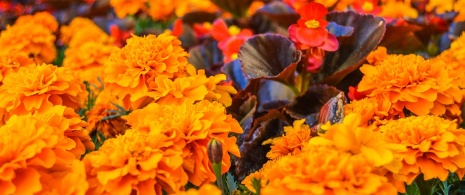 Flowers at the Temps de Flors Festival in Girona Flowers at the Temps de Flors Festival in Girona
