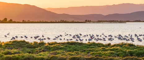 Atardecer en el Parque Natural del Delta del Ebre, Tarragona Atardecer en el Parque Natural del Delta del Ebre, Tarragona