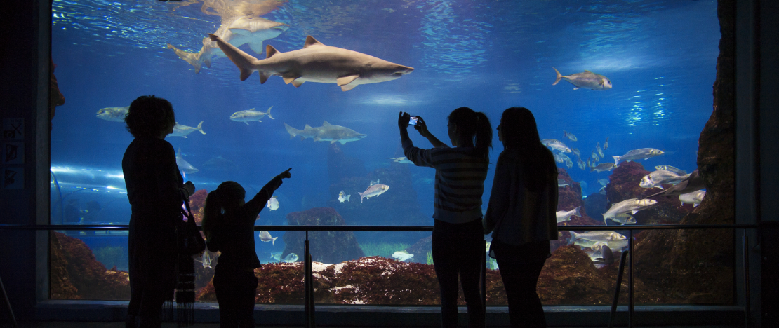 Tourists in the oceanarium at the Aquarium in Barcelona, Catalonia
