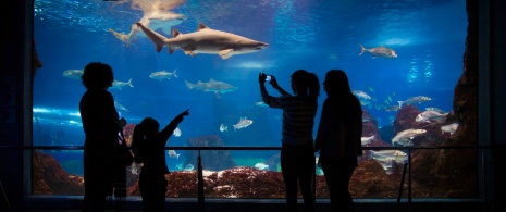 Tourists in the oceanarium at the Aquarium in Barcelona, Catalonia Tourists in the oceanarium at the Aquarium in Barcelona, Catalonia