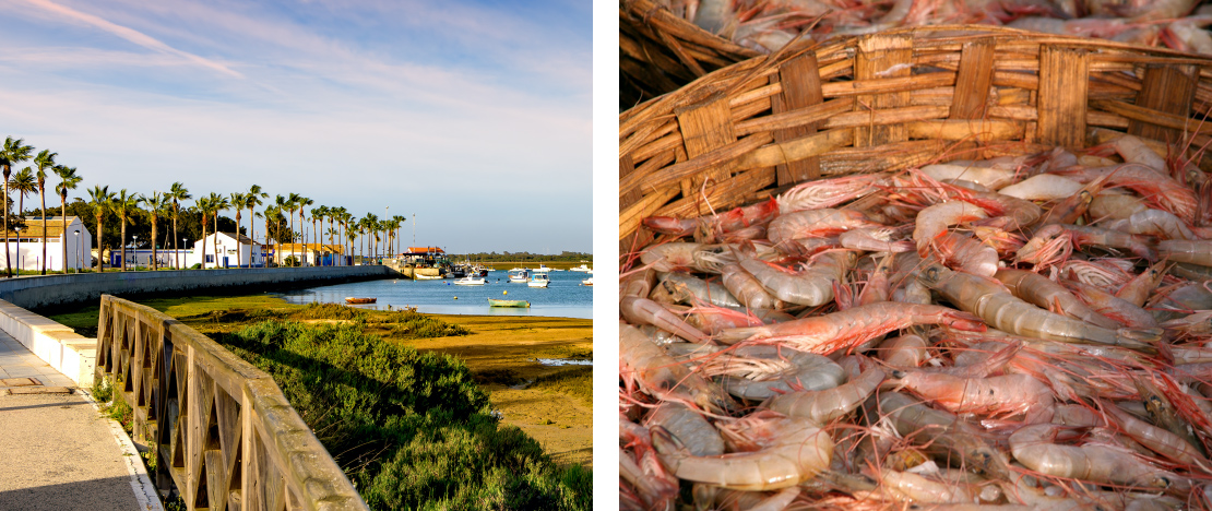 View of old Sancti Petri in Chiclana de la Frontera, Cádiz / freshly caught prawns View of old Sancti Petri in Chiclana de la Frontera, Cádiz / freshly caught prawns