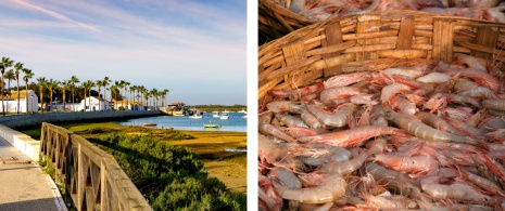 View of old Sancti Petri in Chiclana de la Frontera, Cádiz / freshly caught prawns View of old Sancti Petri in Chiclana de la Frontera, Cádiz / freshly caught prawns