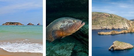 左:カタルーニャ州ジローナ県マデス群島の海洋保護区/中央:カナリア諸島州エル・イエロ島のハタ/右:カブレラ島海洋保護区、バレアレス諸島 左:カタルーニャ州ジローナ県マデス群島の海洋保護区/中央:カナリア諸島州エル・イエロ島のハタ/右:カブレラ島海洋保護区、バレアレス諸島