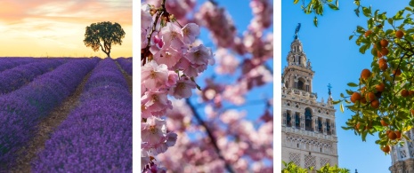 Esquerda: Campo de lavanda de Brihuega em Guadalajara, Castilla-La Mancha / Centro: Detalhe da flor de cerejeira / Direita: Laranjas perto da Giralda de Sevilha, Andaluzia Esquerda: Campo de lavanda de Brihuega em Guadalajara, Castilla-La Mancha / Centro: Detalhe da flor de cerejeira / Direita: Laranjas perto da Giralda de Sevilha, Andaluzia