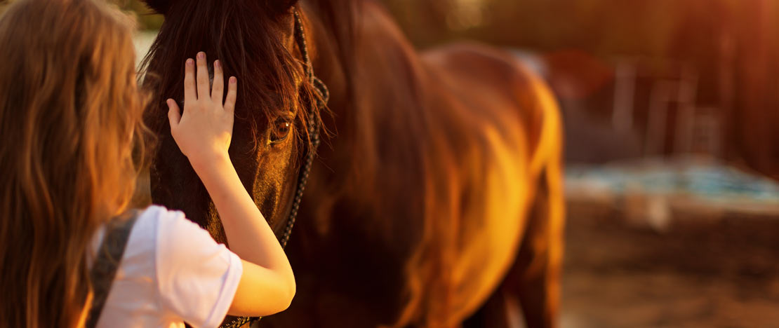 Child stroking a horse Child stroking a horse