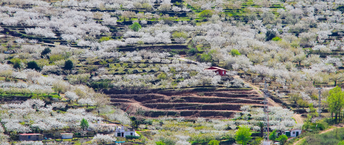 Vista da floração das cerejeiras no Vale do Jerte em Cáceres, Estremadura Vista da floração das cerejeiras no Vale do Jerte em Cáceres, Estremadura
