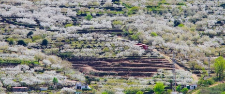 Vista da floração das cerejeiras no Vale do Jerte em Cáceres, Estremadura Vista da floração das cerejeiras no Vale do Jerte em Cáceres, Estremadura