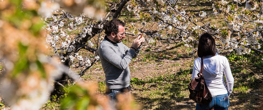 Pareja sacando una foto entre cerezos en flor en el Valle del Jerte, Extremadura Pareja sacando una foto entre cerezos en flor en el Valle del Jerte, Extremadura
