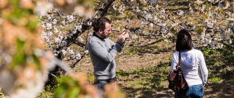 Pareja sacando una foto entre cerezos en flor en el Valle del Jerte, Extremadura Pareja sacando una foto entre cerezos en flor en el Valle del Jerte, Extremadura